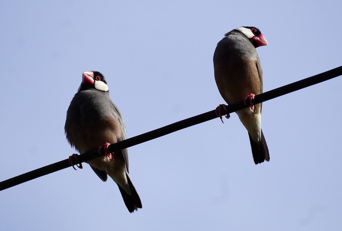 Capuchino Arrocero de Java - ML646031252