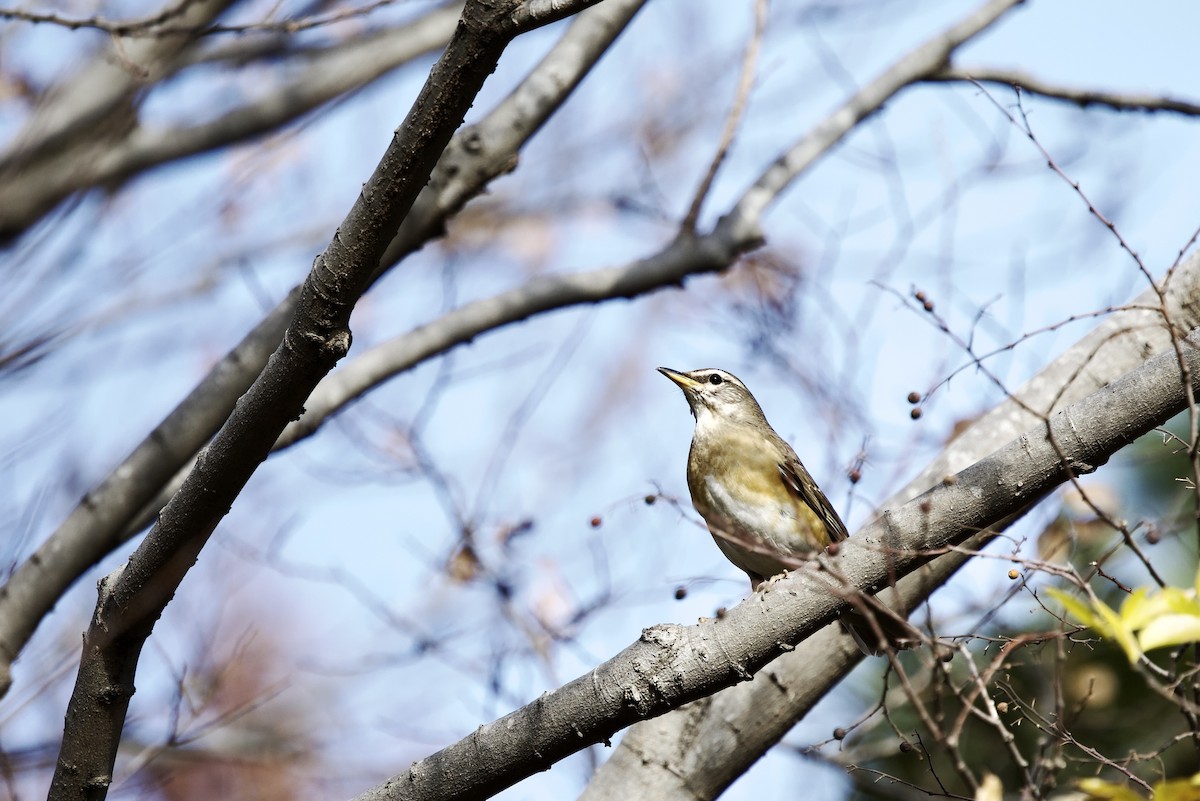 Eyebrowed Thrush - ML646031253