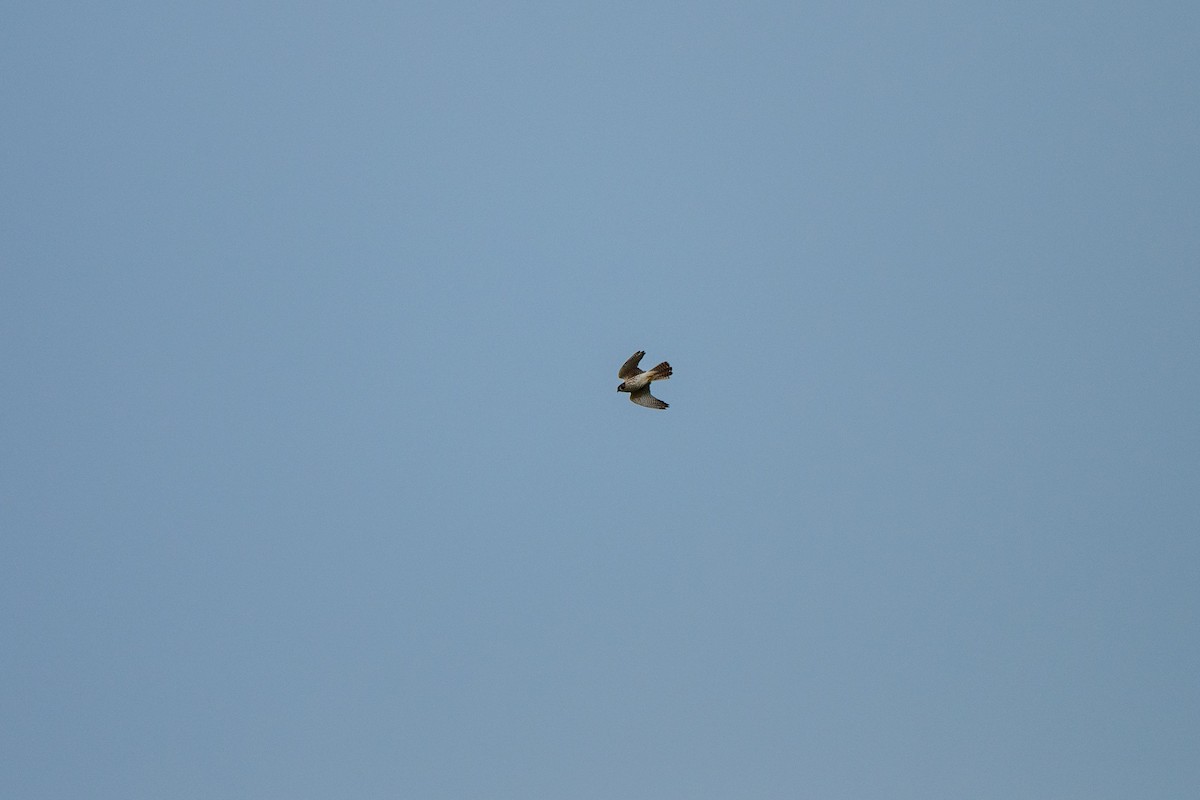 Cernícalo Americano - ML646031254