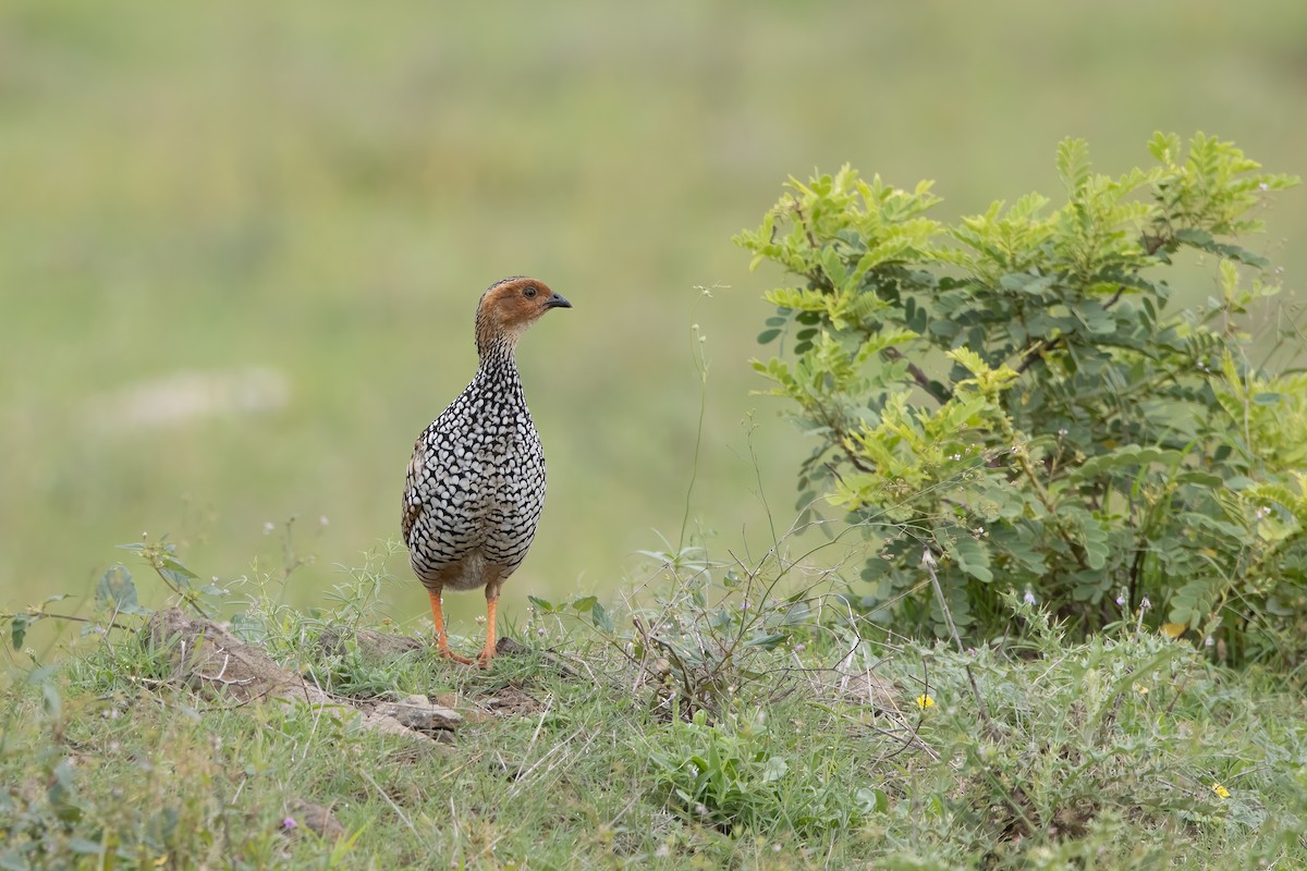 Francolín Pintojo - ML646031256