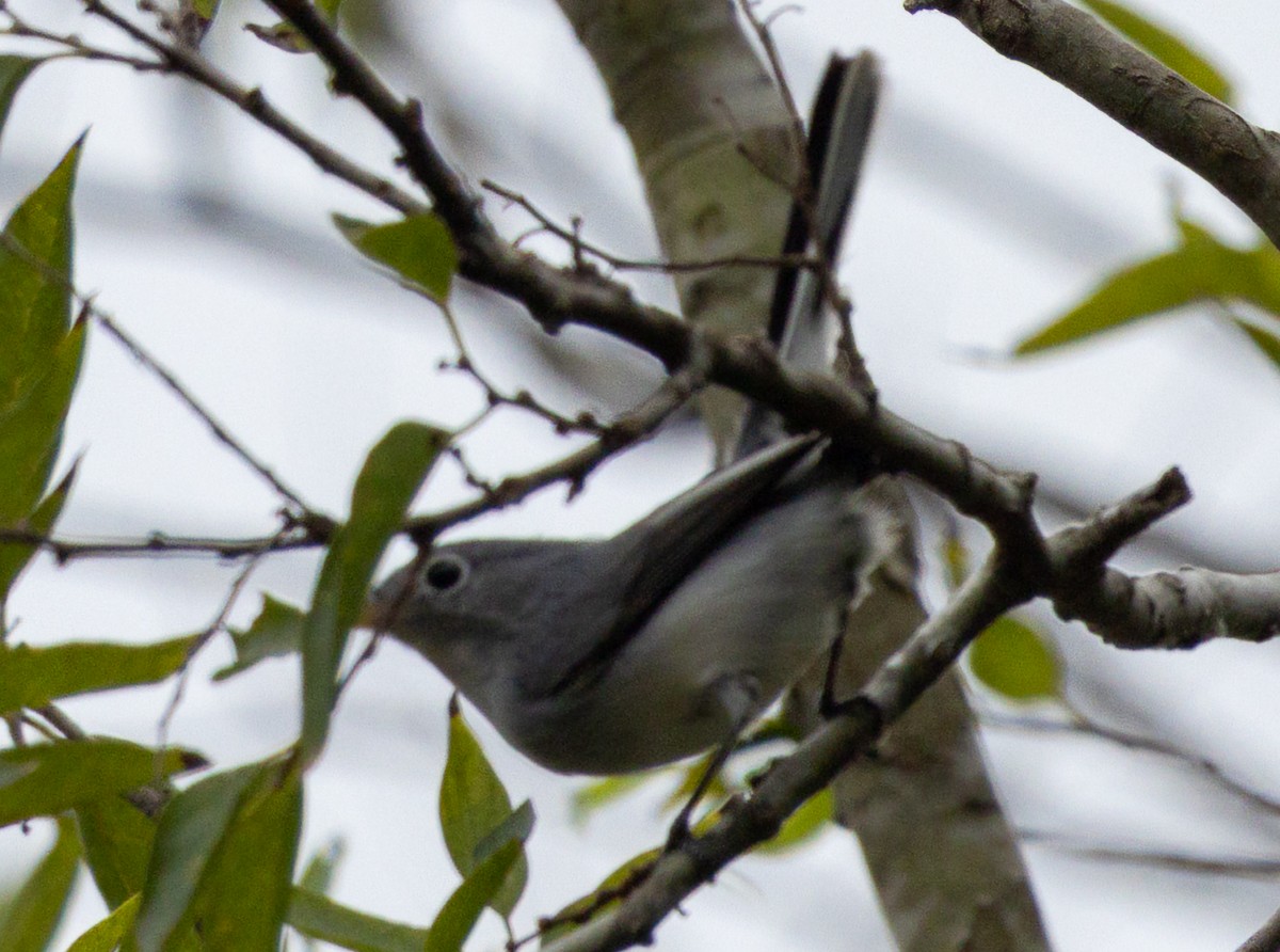 Perlita Grisilla - ML646031259