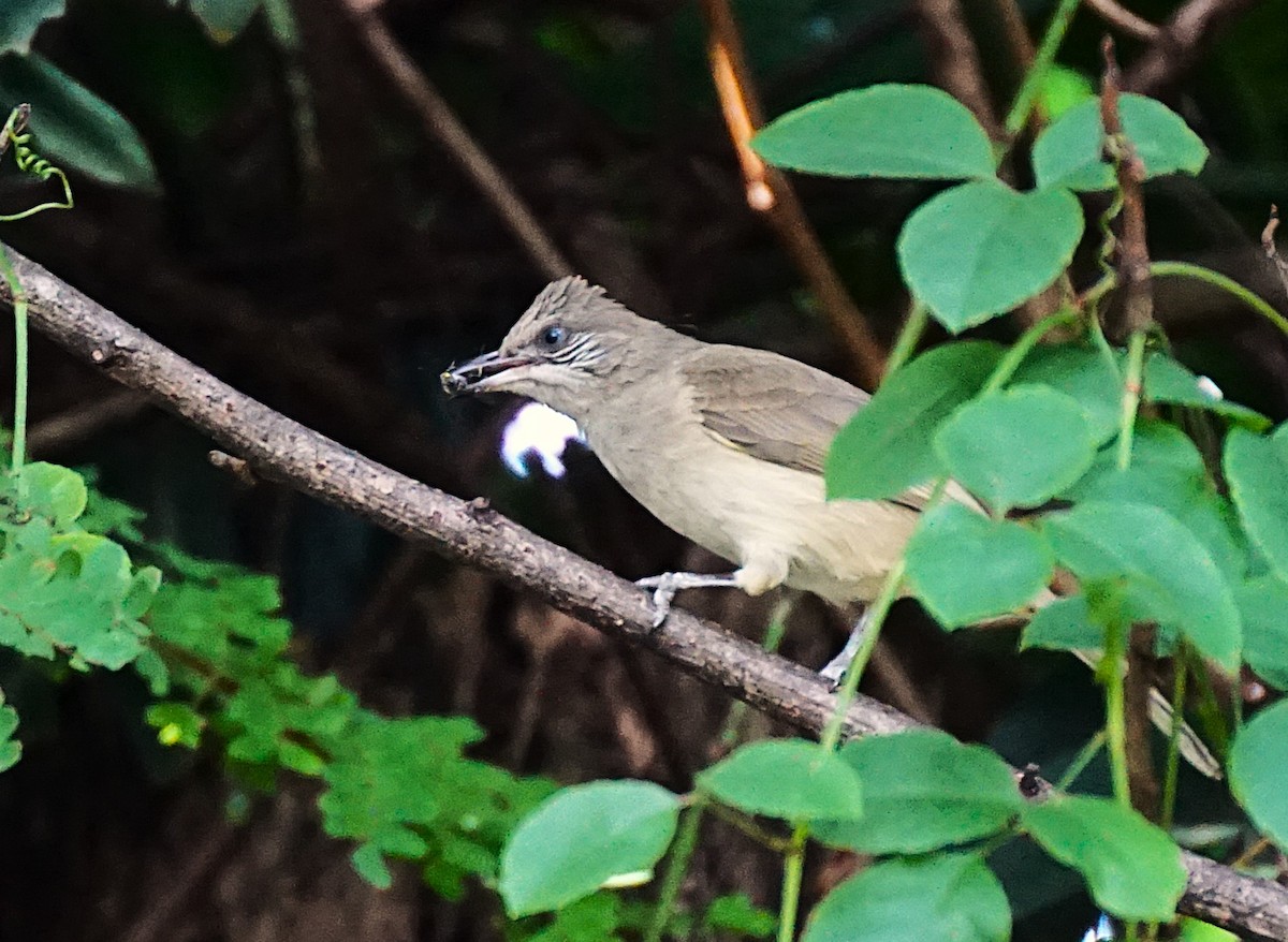 Bulbul de Blanford Oriental - ML646031260