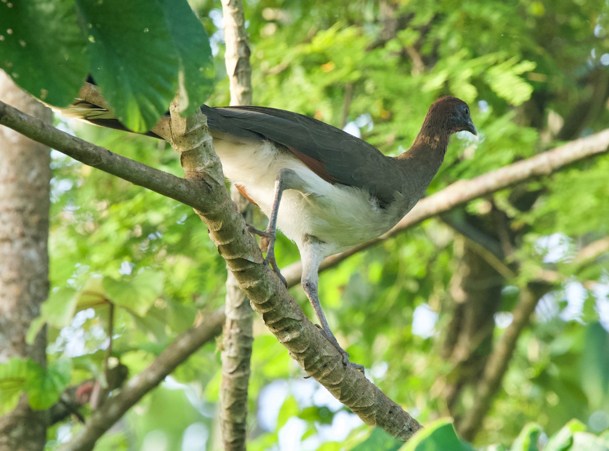 Chachalaca Alirroja - ML646031261