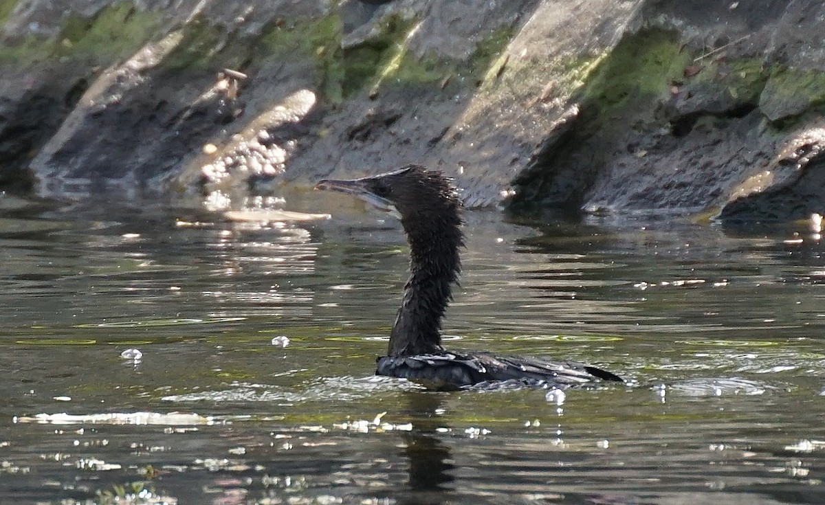 Cormorán de Java - ML646031262