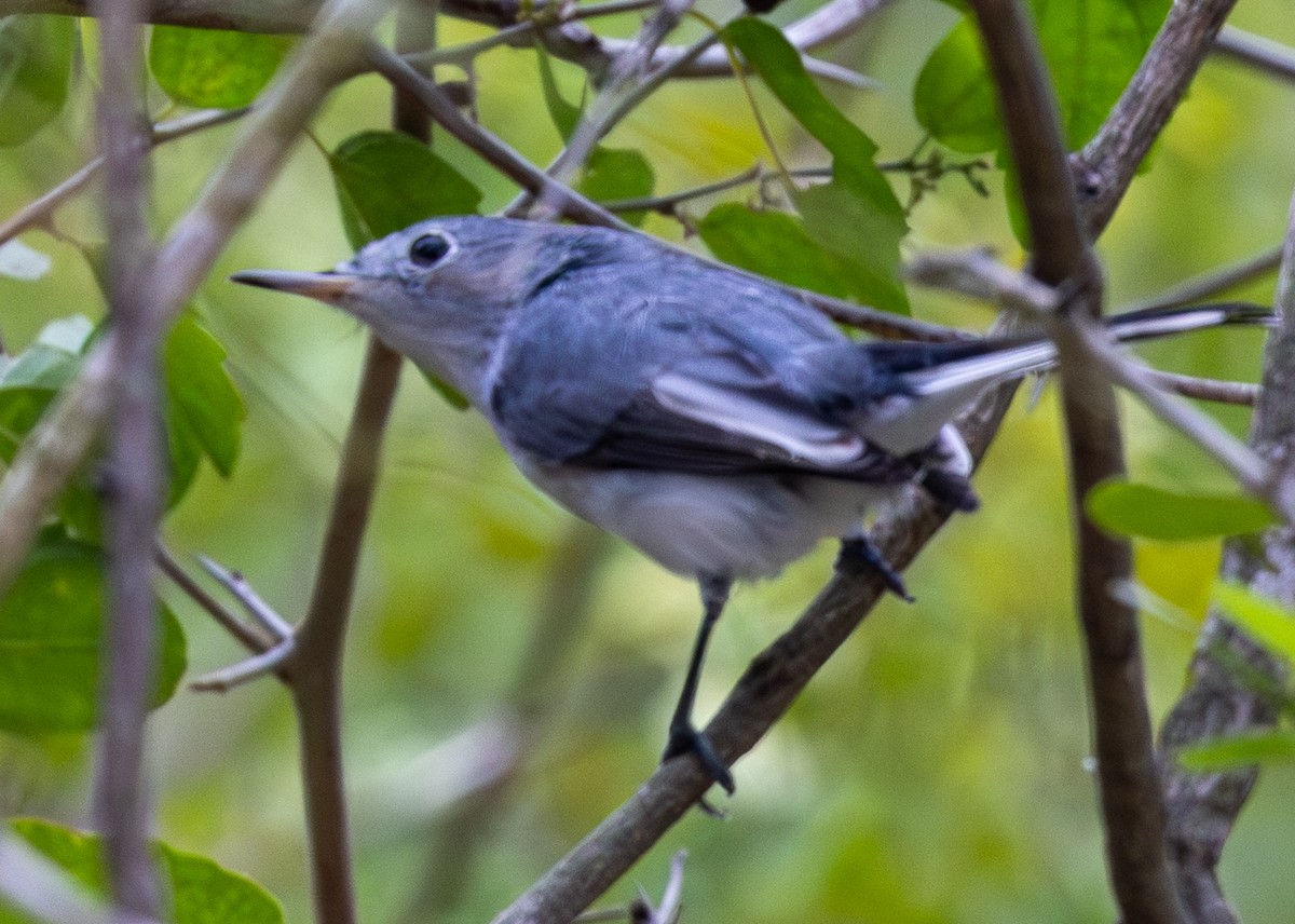 Perlita Grisilla - ML646031263