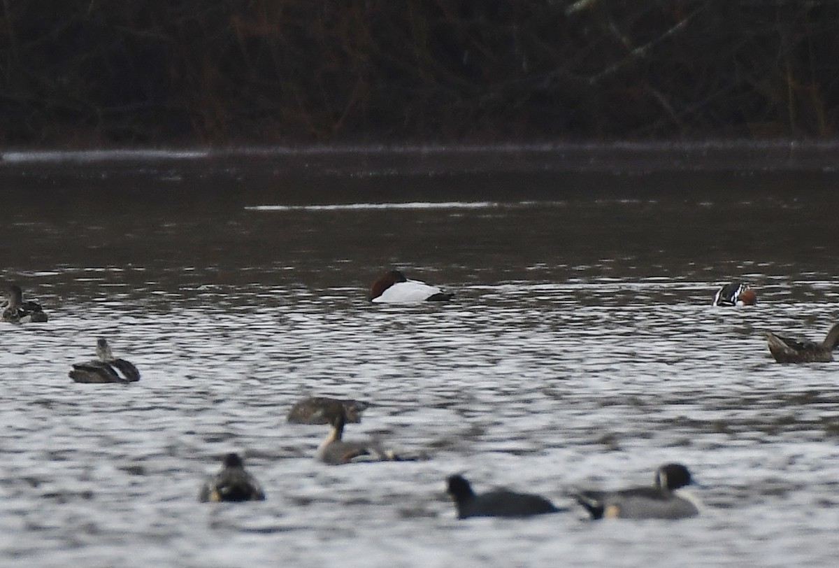 Porrón Coacoxtle - ML646031264