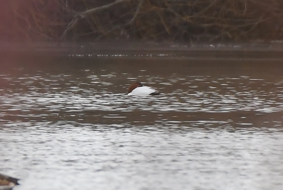 Porrón Coacoxtle - ML646031265