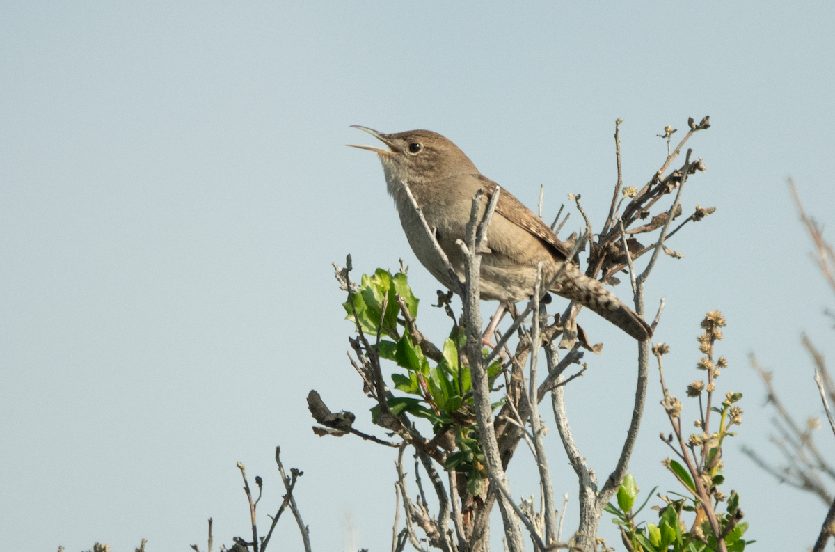 Northern House Wren - ML646031266