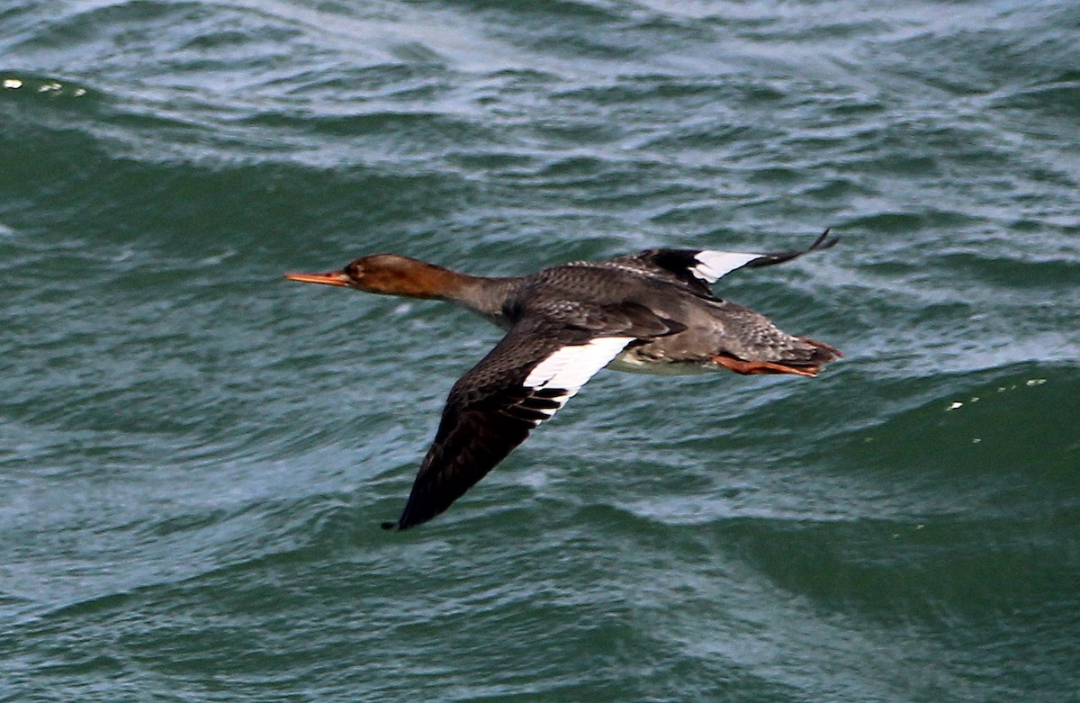 Serreta Mediana - ML646031268