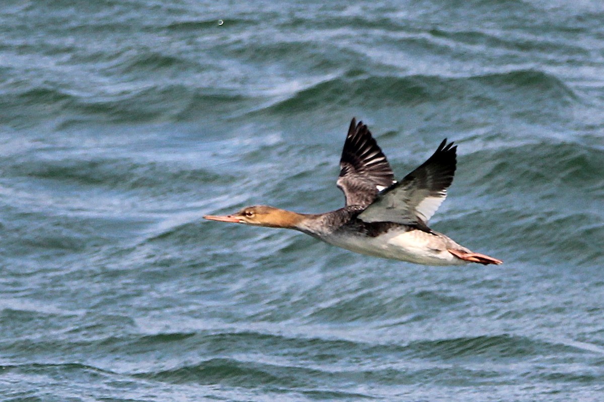 Serreta Mediana - ML646031269