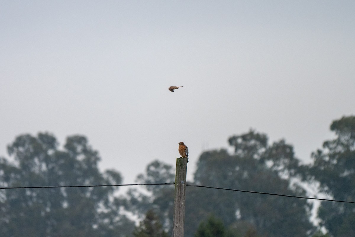 Busardo Pechirrojo - ML646031270