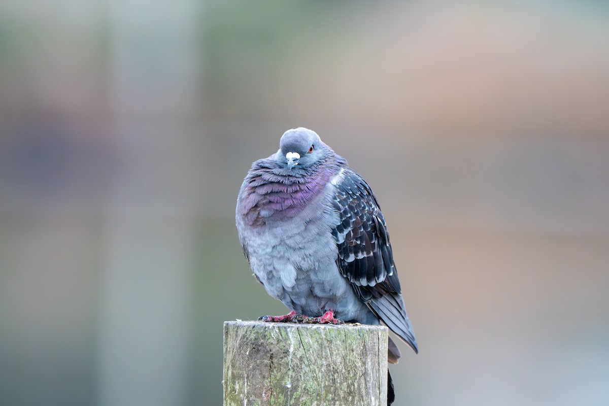 Paloma Bravía (variedad doméstica) - ML646031274