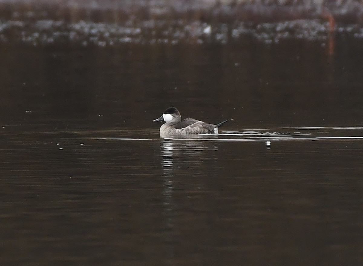Malvasía Canela - ML646031275