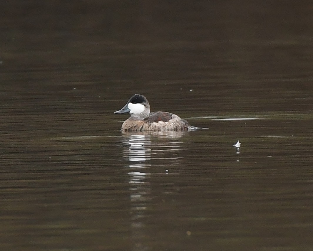 Malvasía Canela - ML646031276