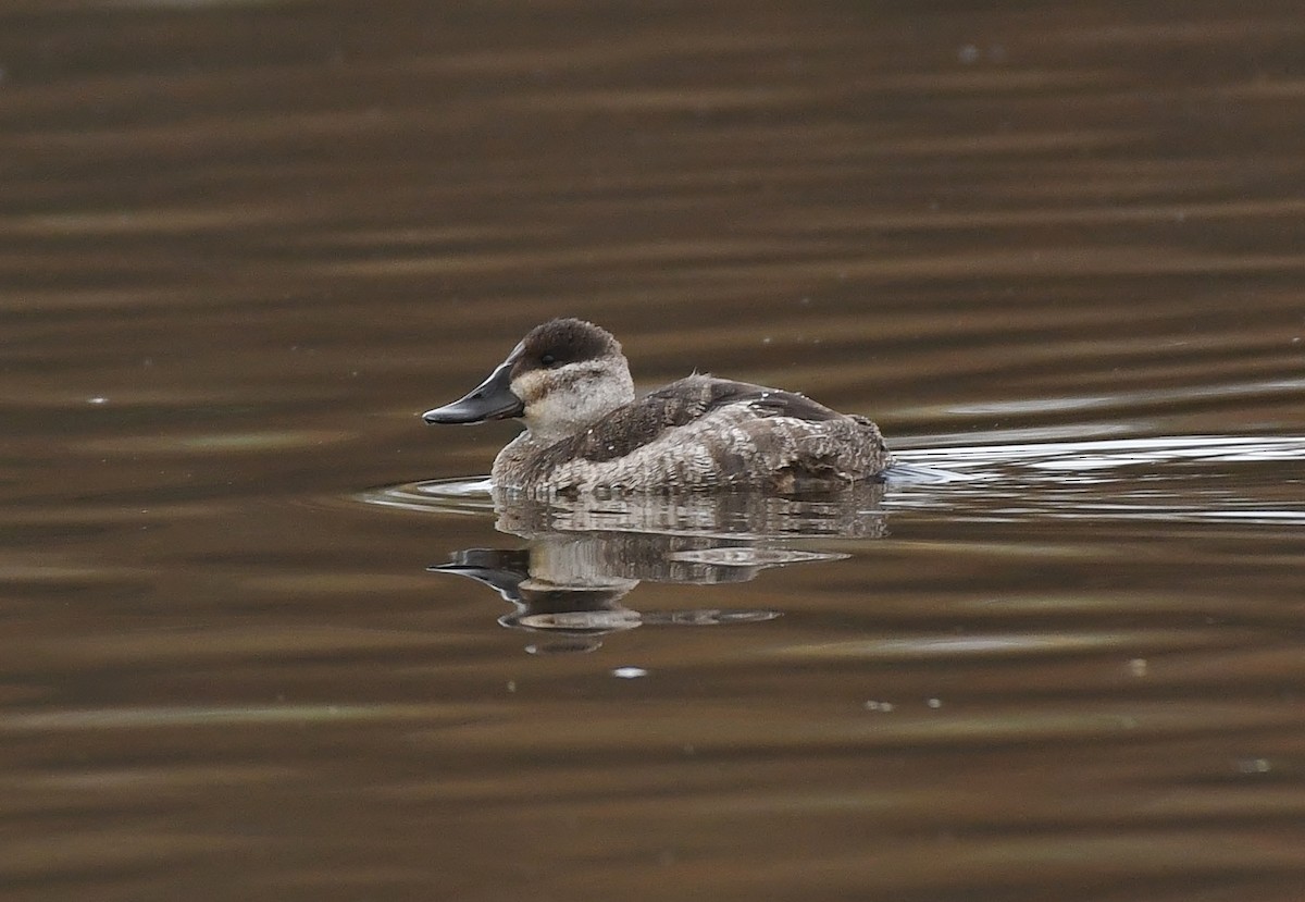 Malvasía Canela - ML646031277