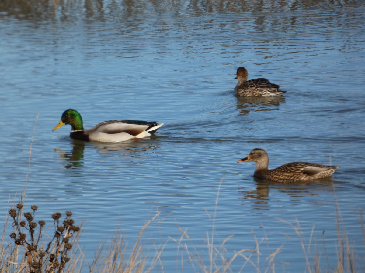 Ánade Azulón - ML646031278