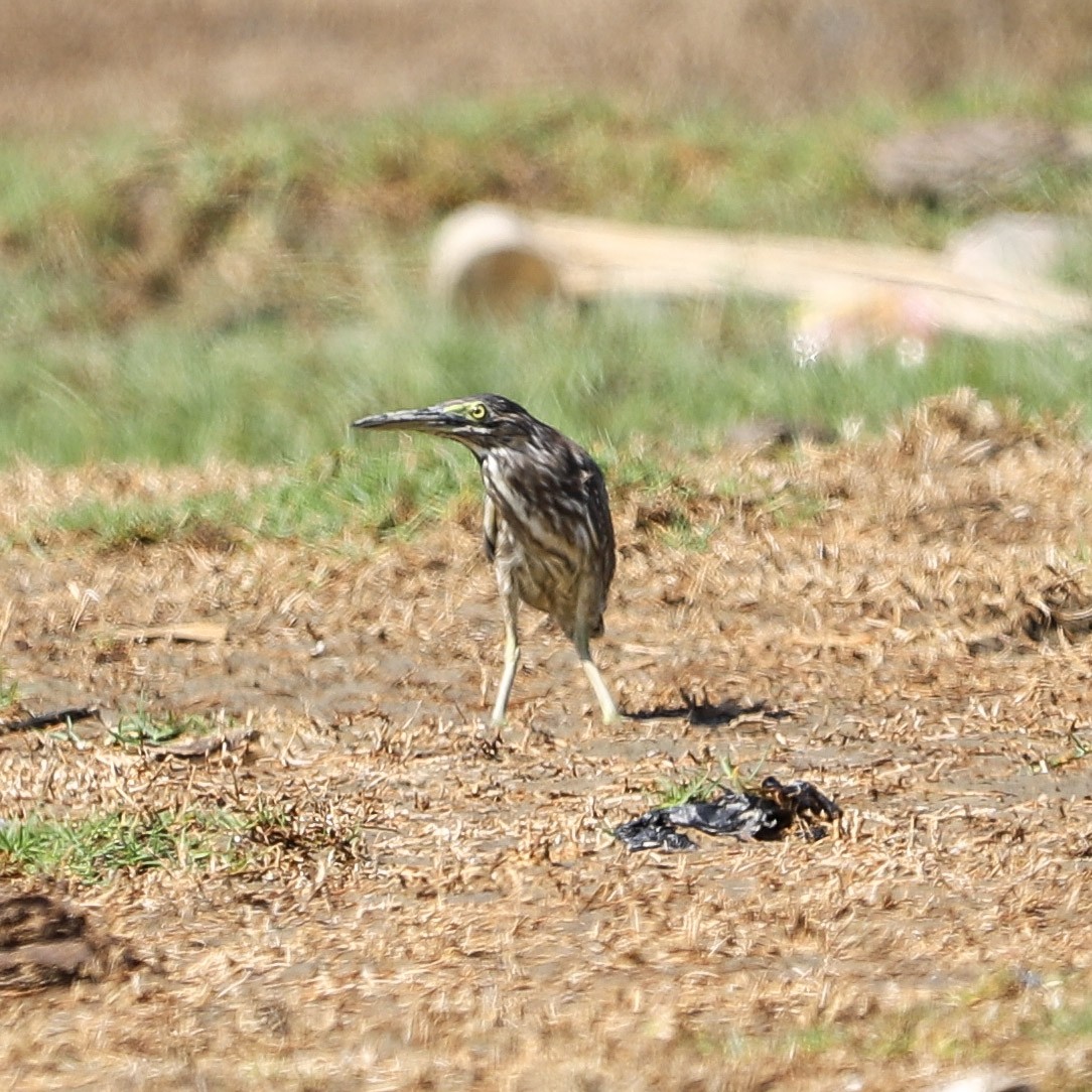 Garcilla Menor - ML646031279