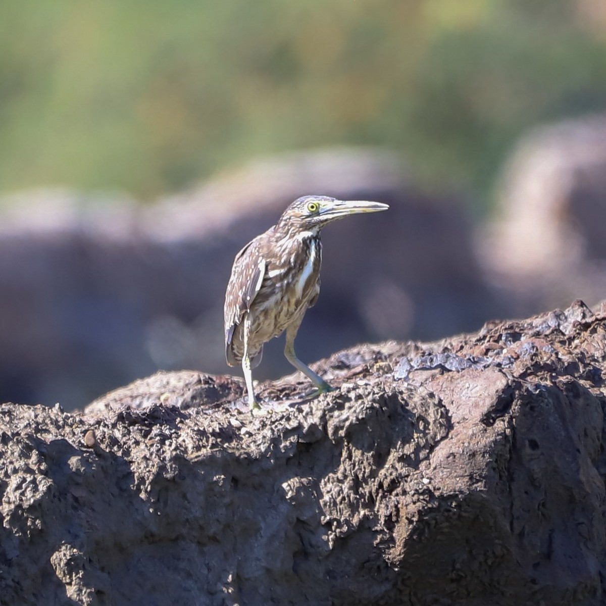 Garcilla Menor - ML646031280