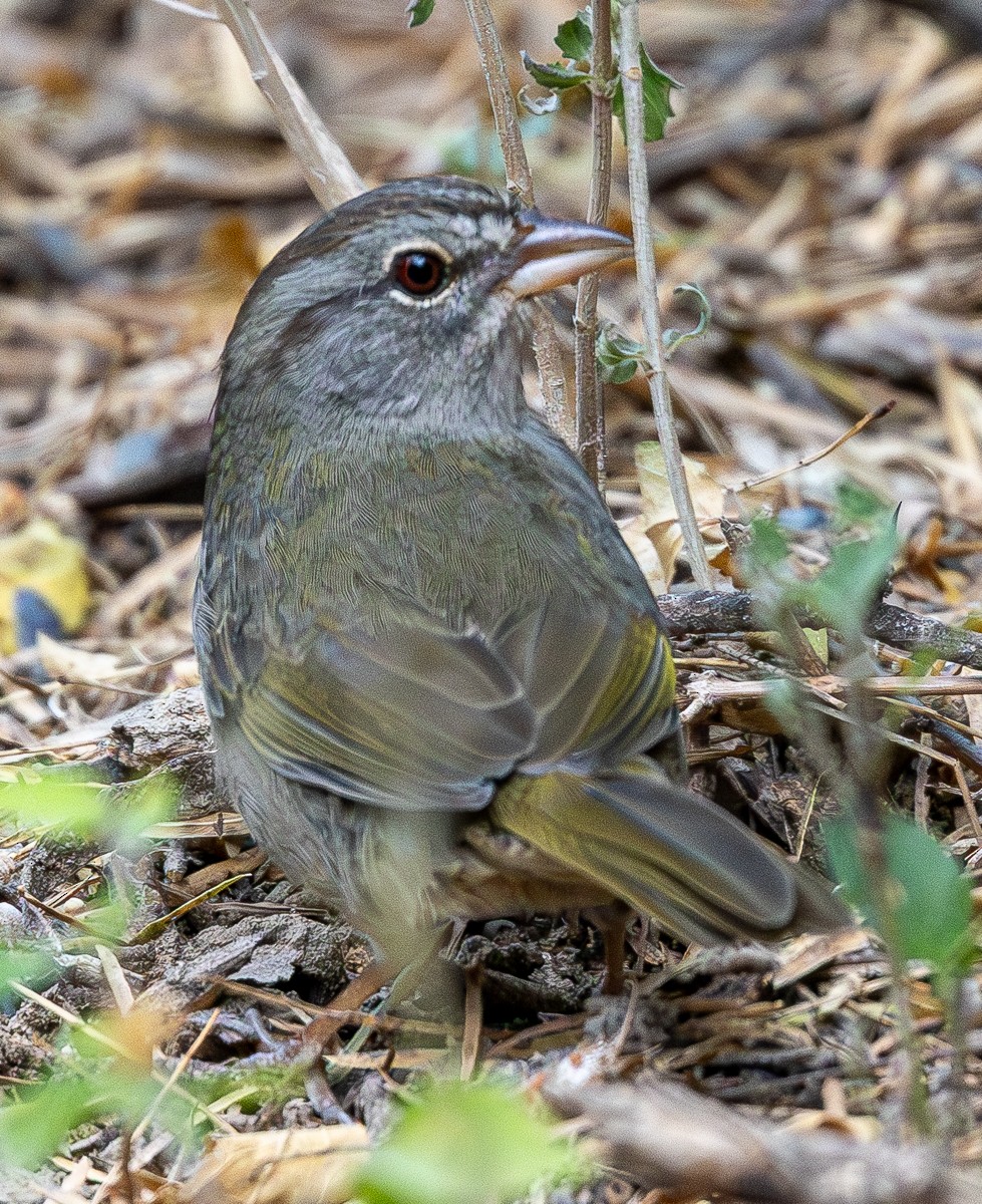 Cerquero Oliváceo - ML646031281