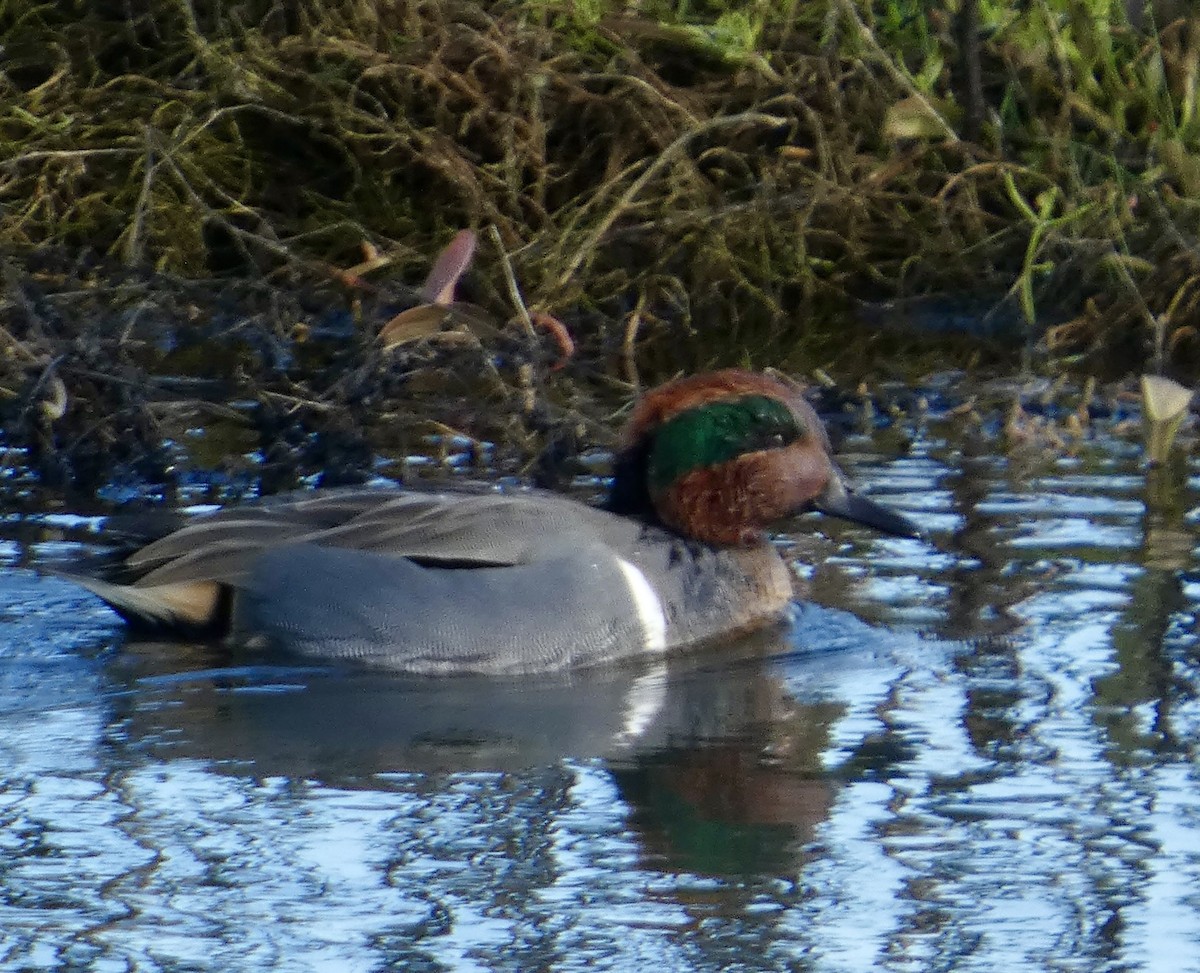 Cerceta Común - ML646031282