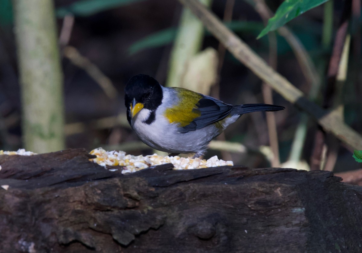 Golden-winged Sparrow - ML646031283