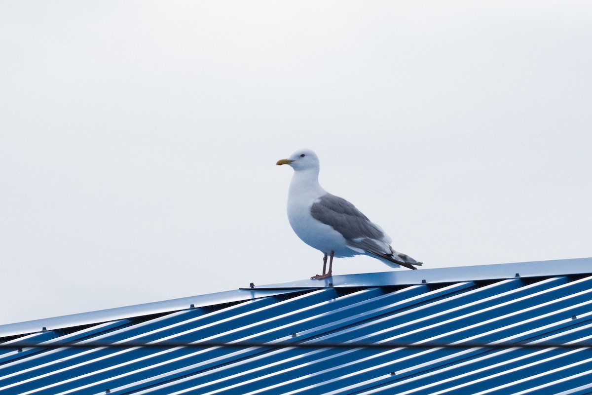 Glaucous Gull - ML646031284