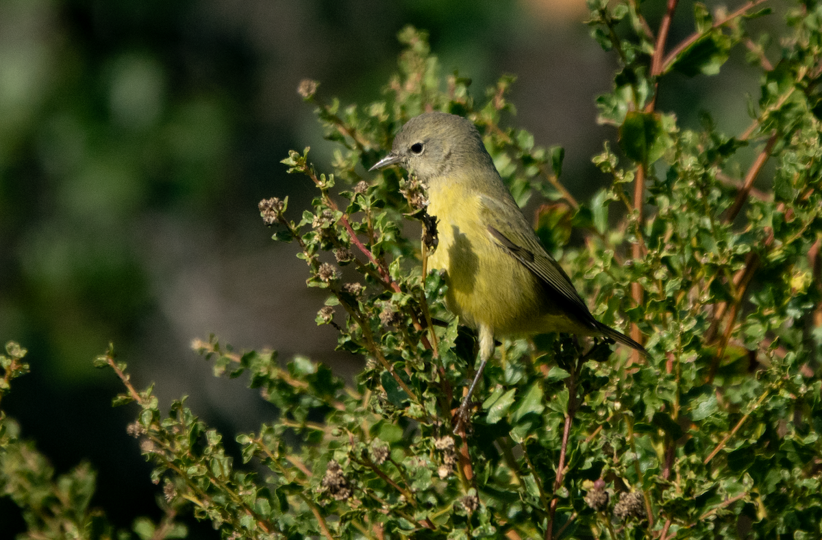 Orange-crowned Warbler (Gray-headed) - ML646031287