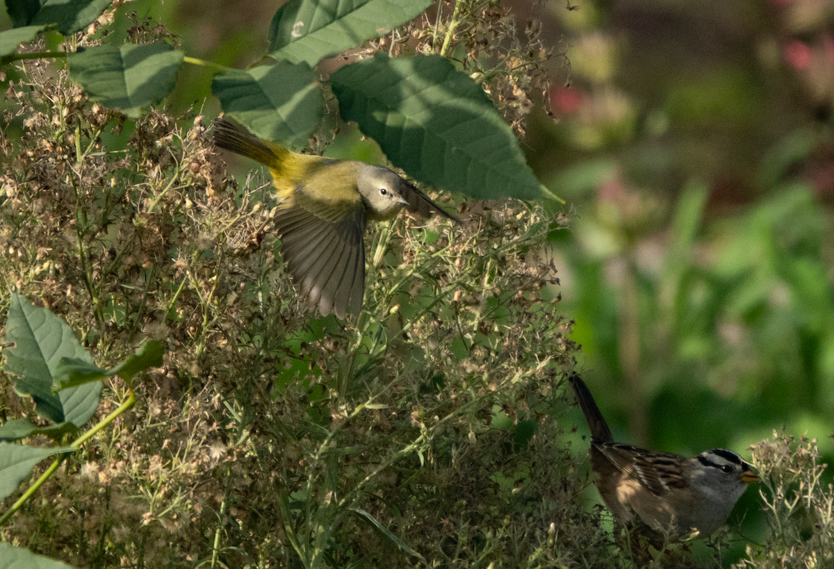 Orange-crowned Warbler (Gray-headed) - ML646031288