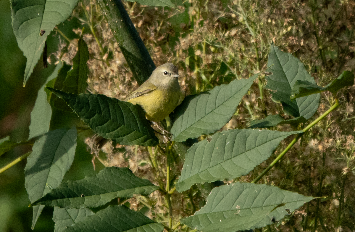 Orange-crowned Warbler (Gray-headed) - ML646031291