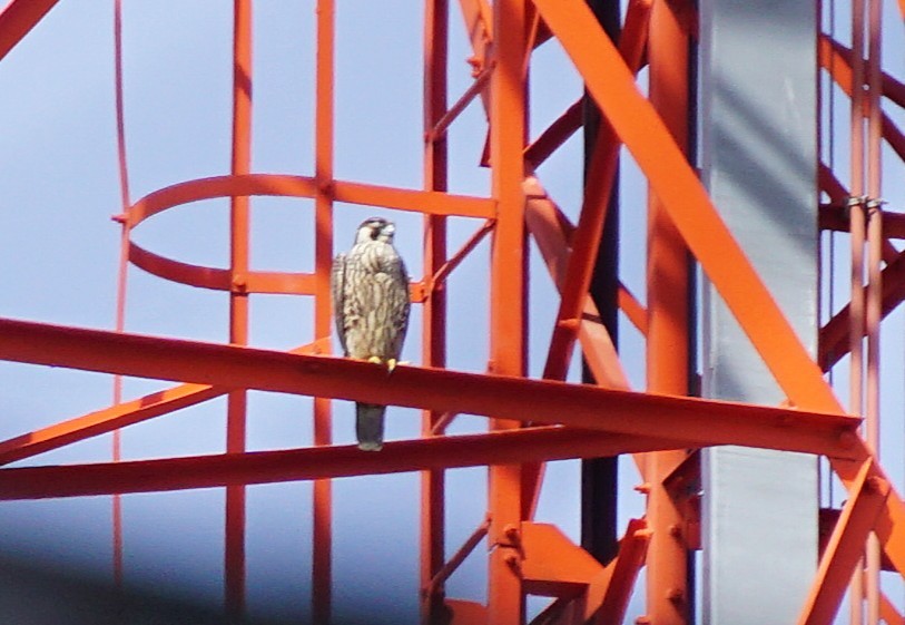 sokol stěhovavý - ML646031295