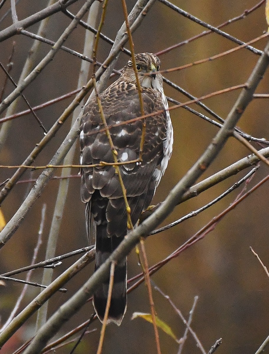 Cooper's Hawk - ML646031307