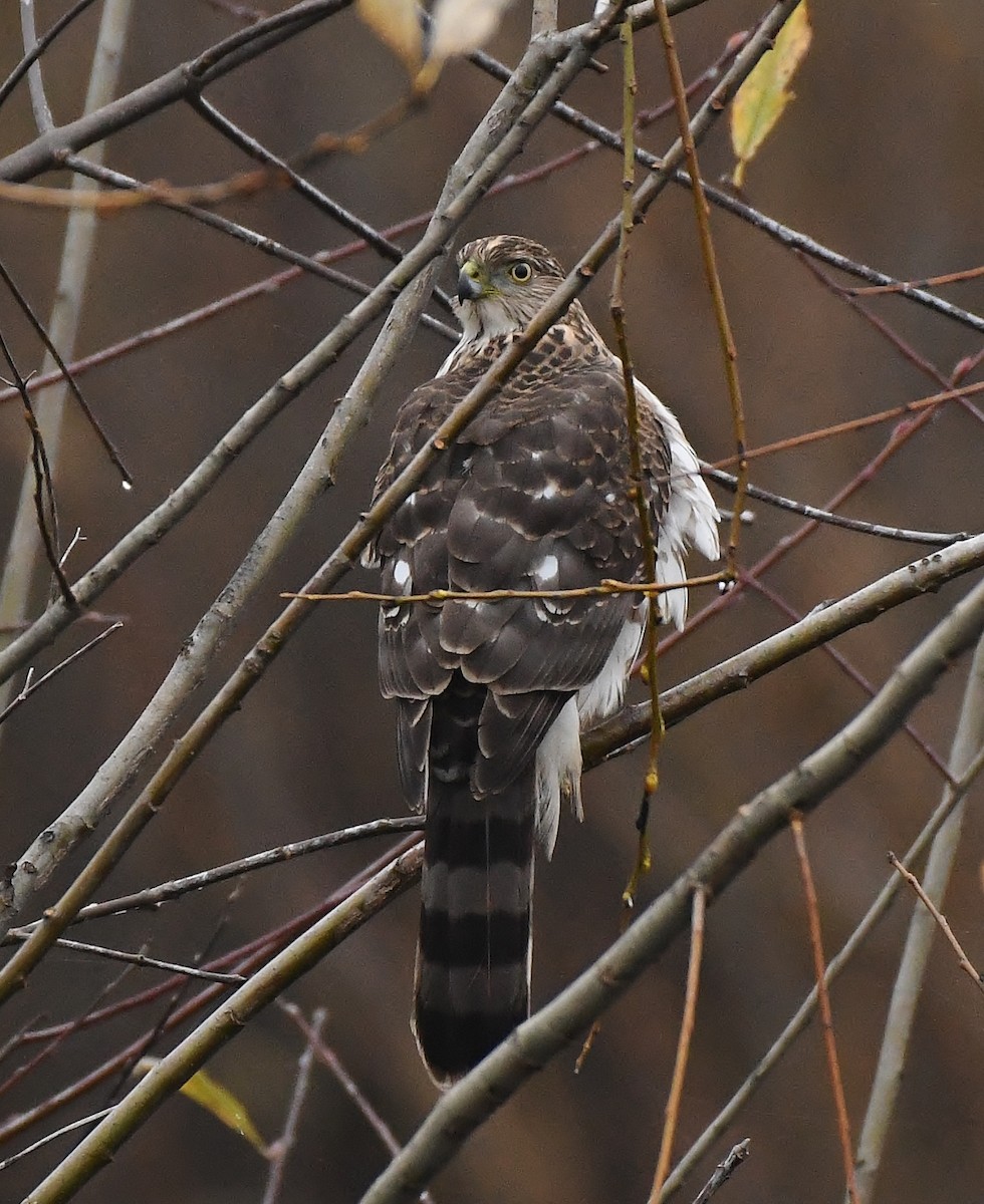 Cooper's Hawk - ML646031308