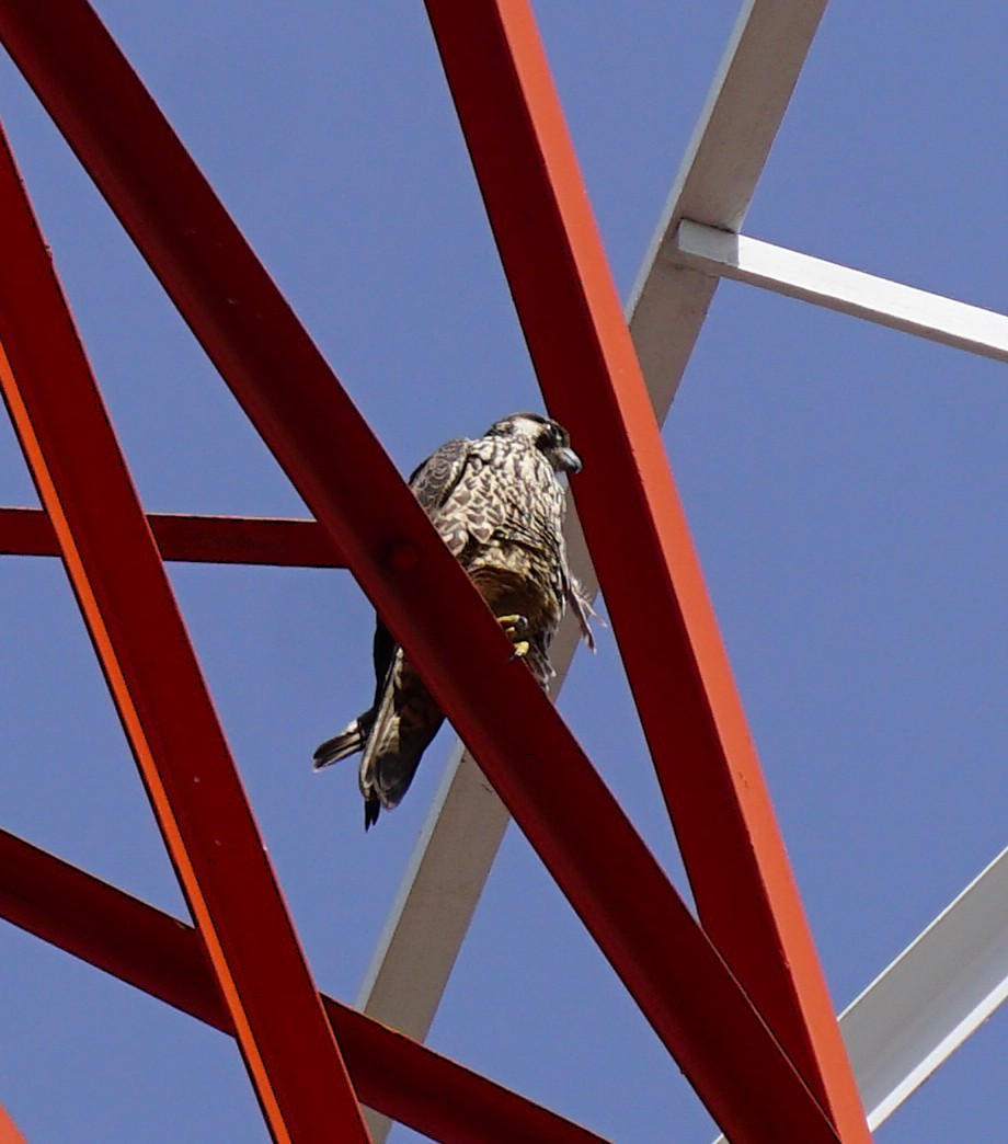 sokol stěhovavý - ML646031309