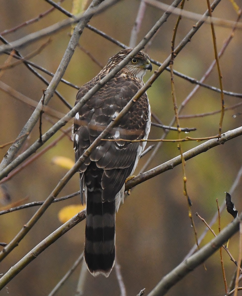 Cooper's Hawk - ML646031310