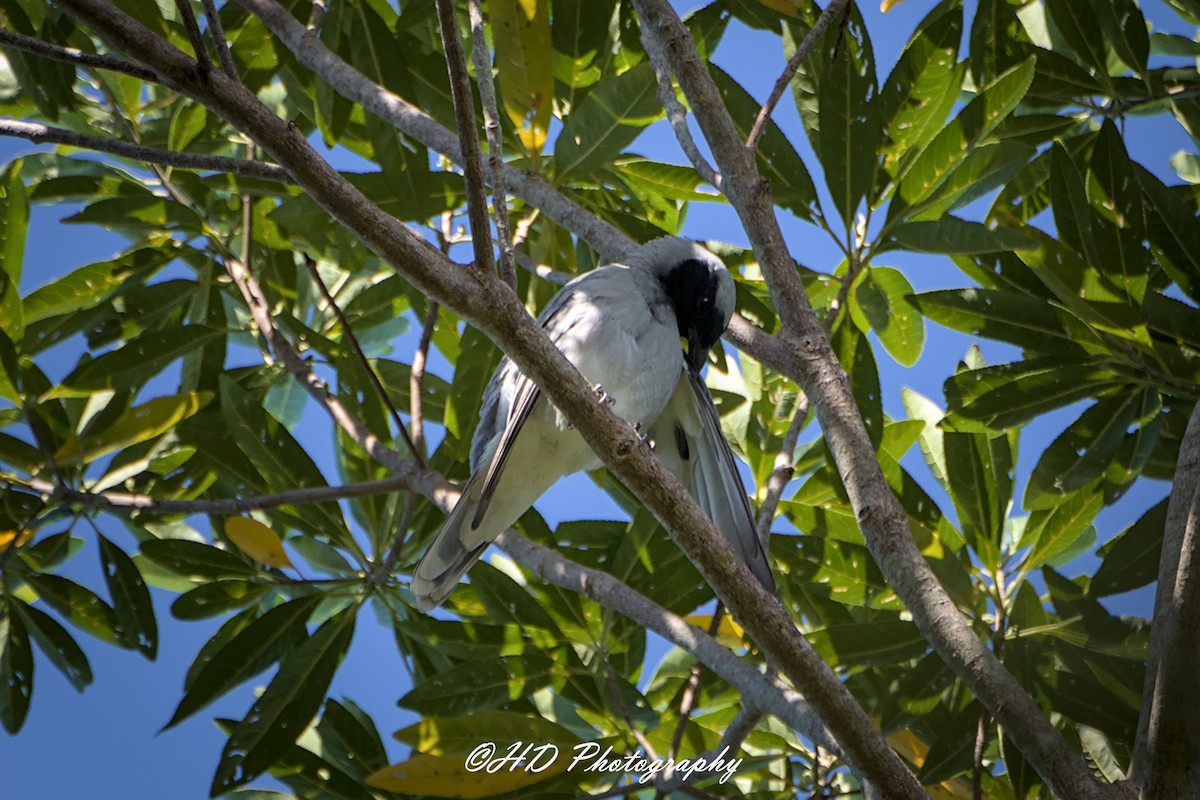 Black-faced Cuckooshrike - ML646031317