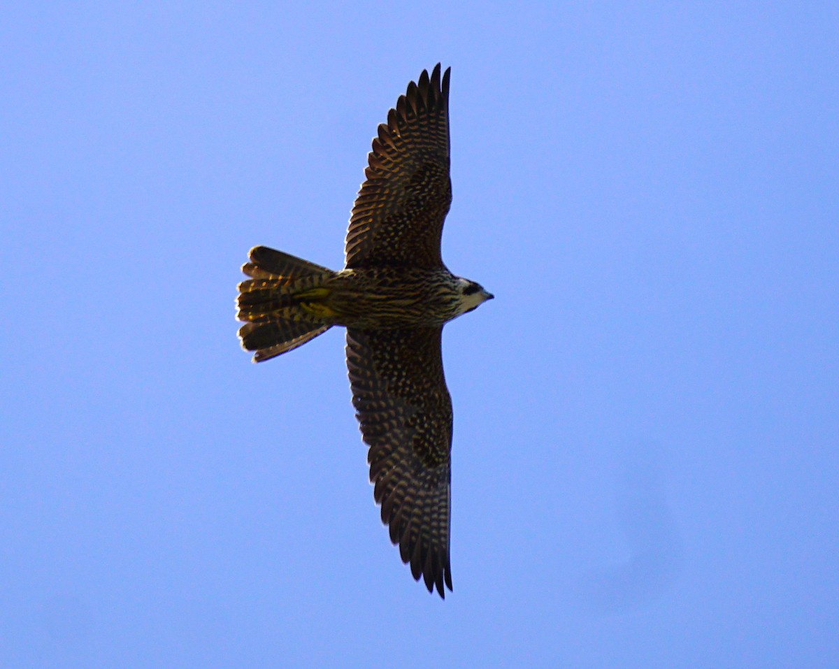 sokol stěhovavý - ML646031319