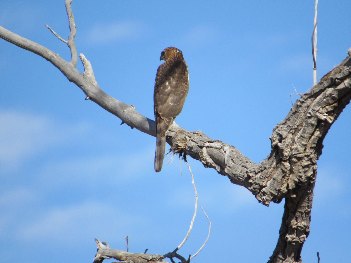 Cooper's Hawk - ML646031321