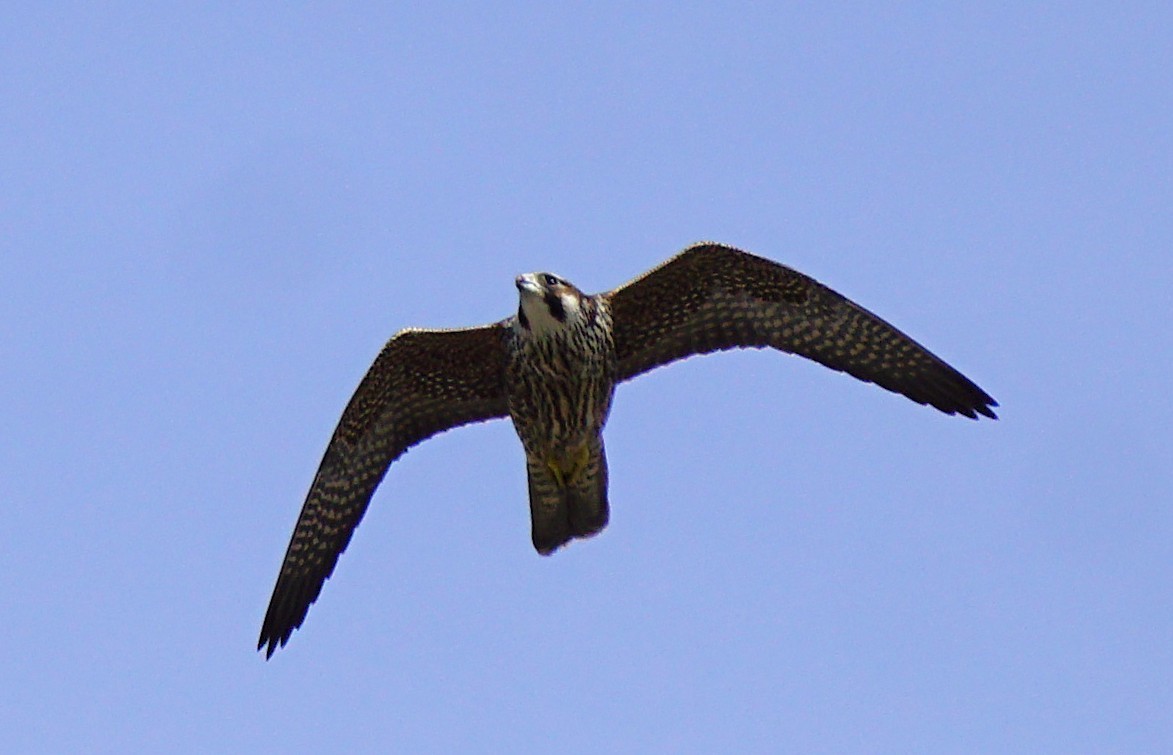 sokol stěhovavý - ML646031328