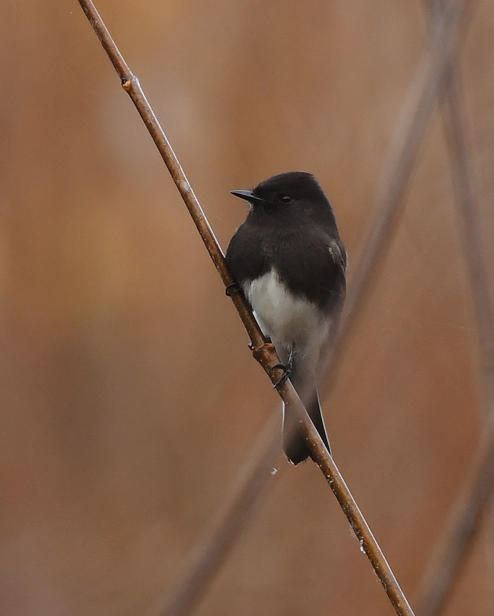 Black Phoebe - ML646031329