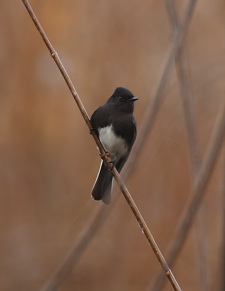 Black Phoebe - ML646031330