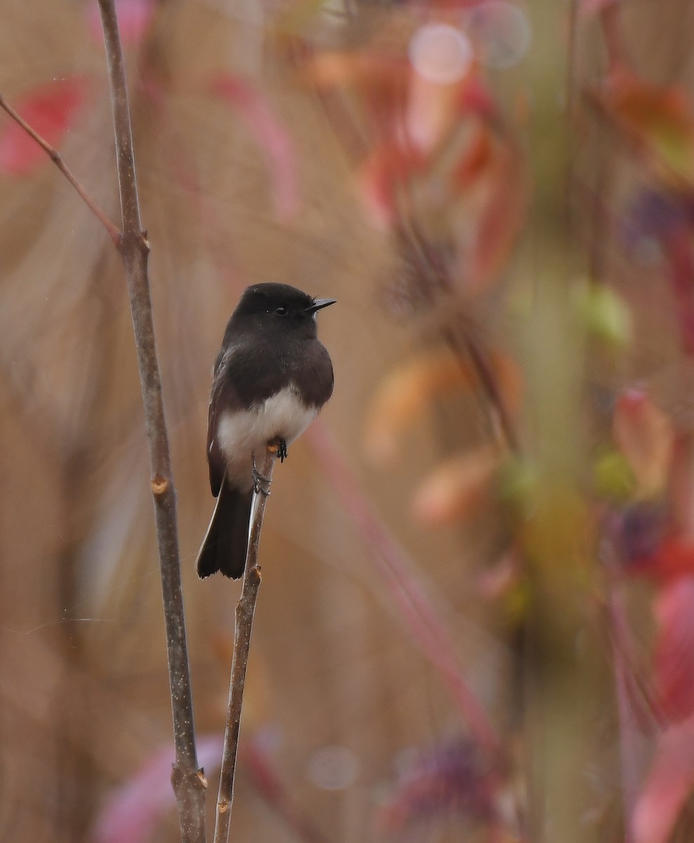 Black Phoebe - ML646031331