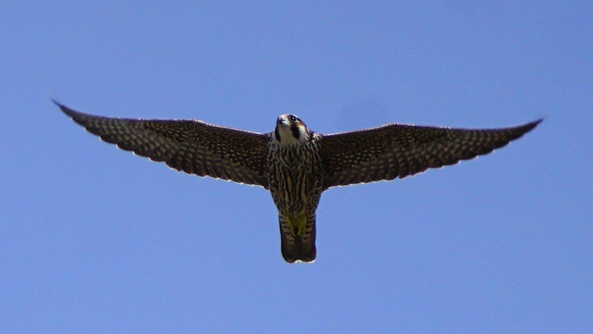 sokol stěhovavý - ML646031332