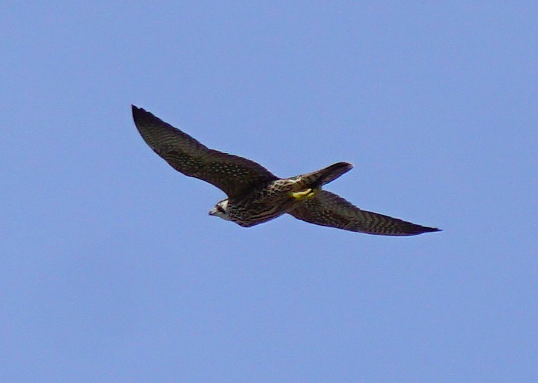 sokol stěhovavý - ML646031334