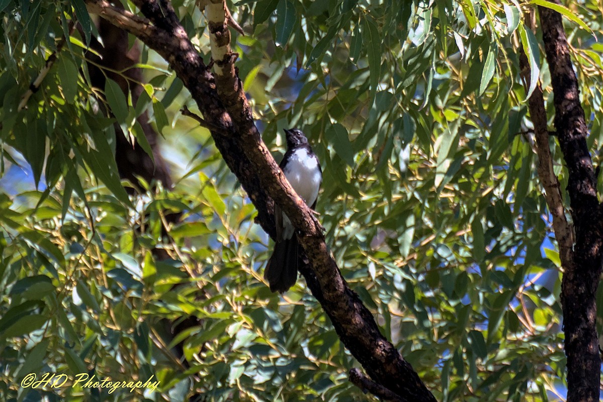 Willie-wagtail - ML646031339
