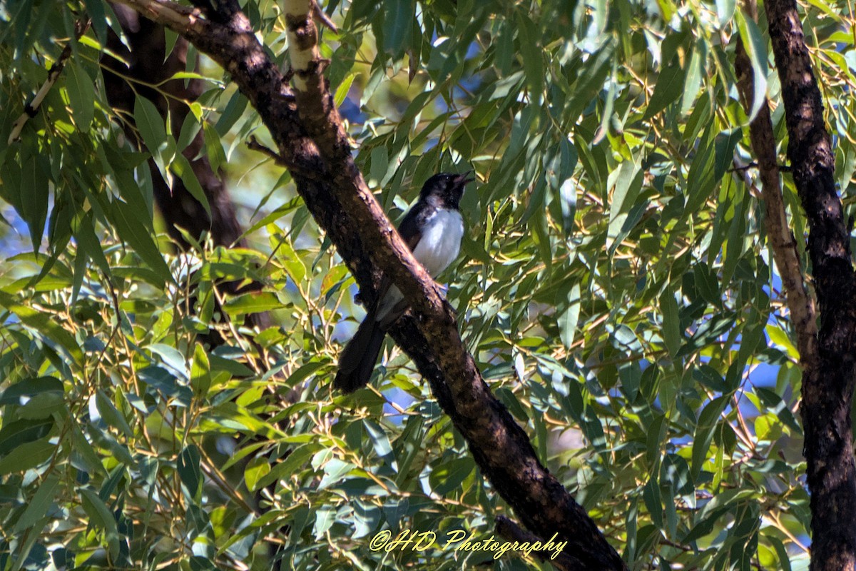 Willie-wagtail - ML646031340