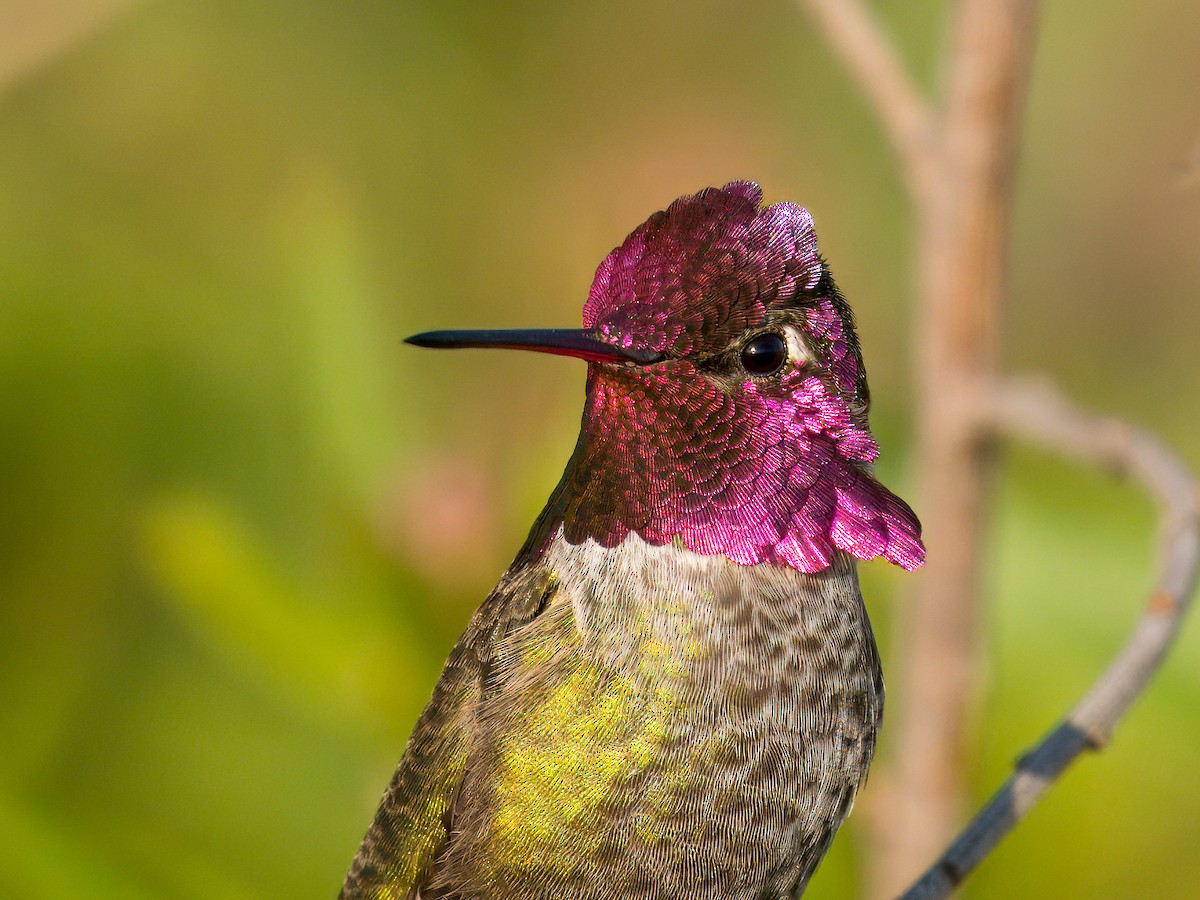 Anna's Hummingbird - ML646031342