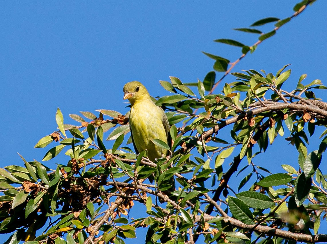 Scarlet Tanager - ML646031344