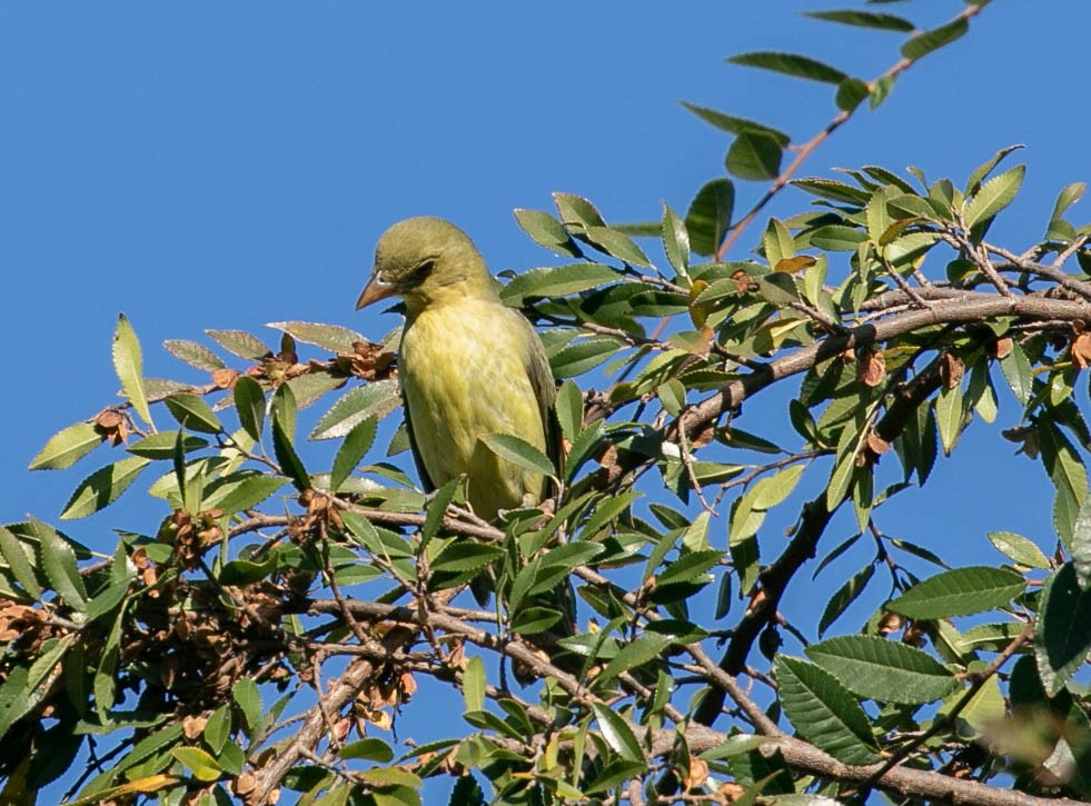 Scarlet Tanager - ML646031345