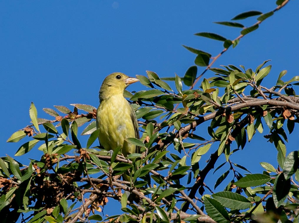 Scarlet Tanager - ML646031346