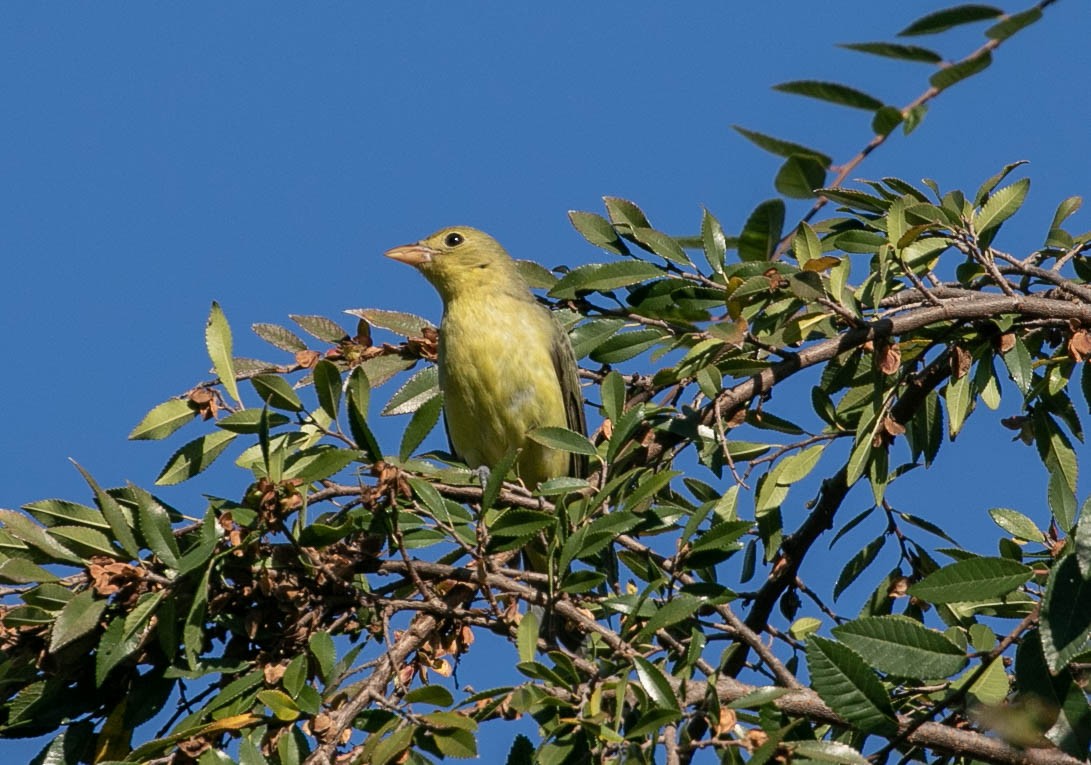 Scarlet Tanager - ML646031347